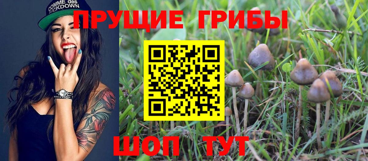 Псилоцибиновые грибы Cubensis Реутов